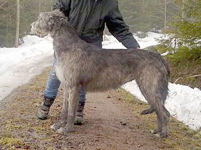 Hanielle
